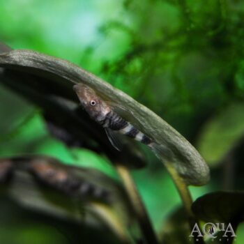 Orange Zebra Oto (Hypoptopoma sp. 'Peru Orange')