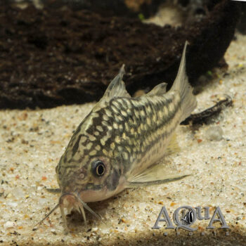 Napo Spotted Cory (Gastrodermus napoensis)