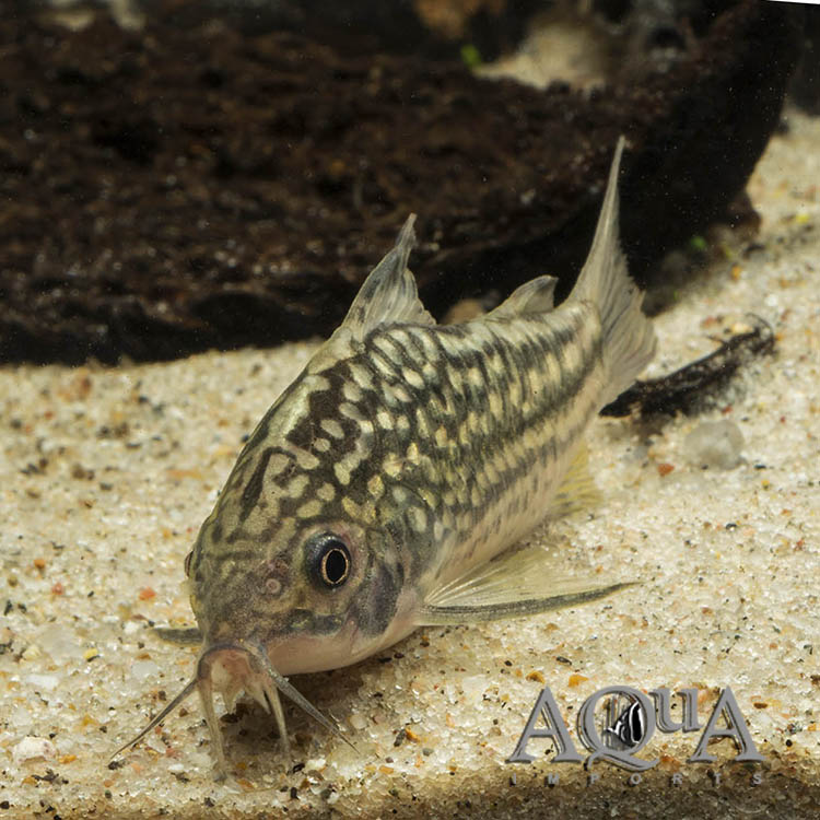 Napo Spotted Cory (Gastrodermus napoensis)