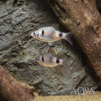 Narayan Barb (Pethia setnai)
