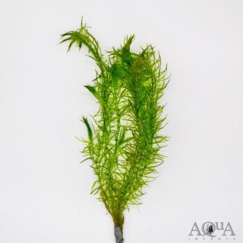 Narrow Leaf Anacharis (Egeria najas)