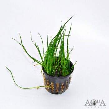 Narrow Leaf Micro Sword (Lilaeopsis mauritiana)