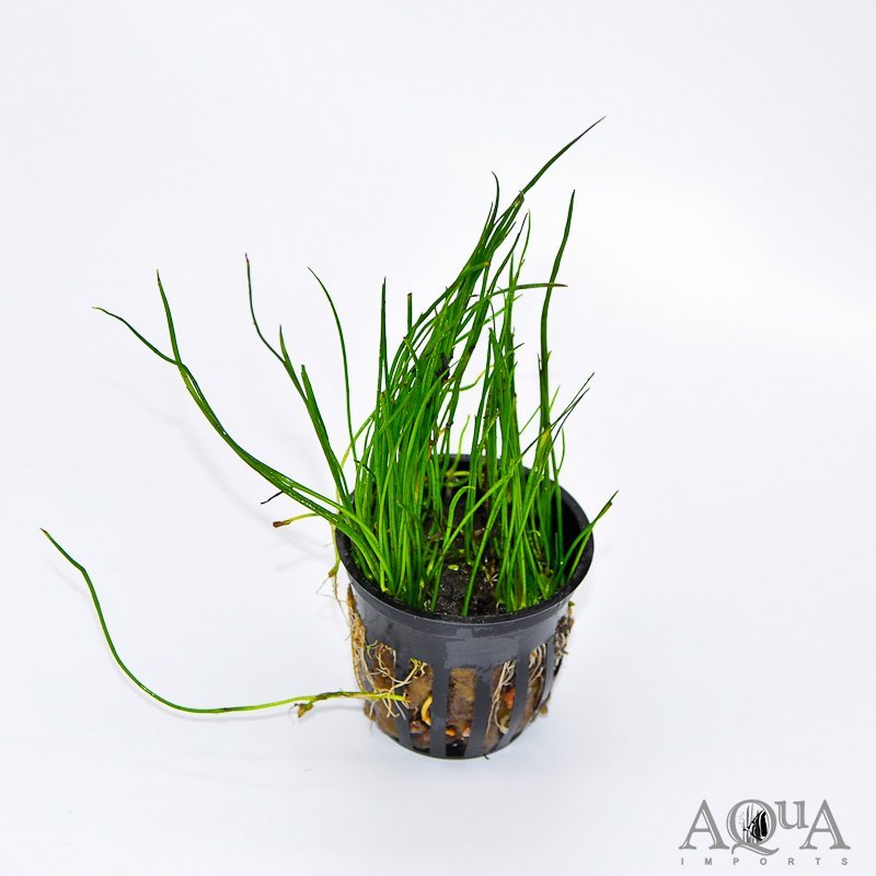 Narrow Leaf Micro Sword (Lilaeopsis mauritiana)