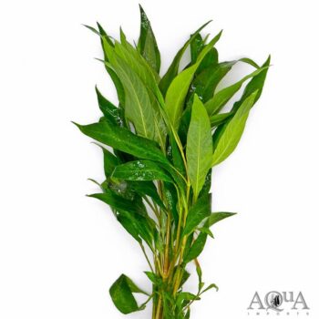 Narrow Leaf Temple (Hygrophilia corymbosa 'Siamensis')