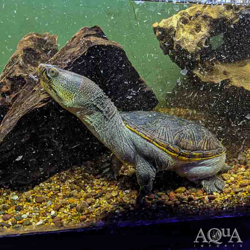 Narrow Bridged Musk Turtle (Claudius angustatus)