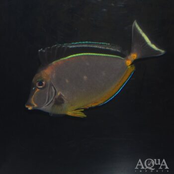 Naso Tang (Naso lituratus)