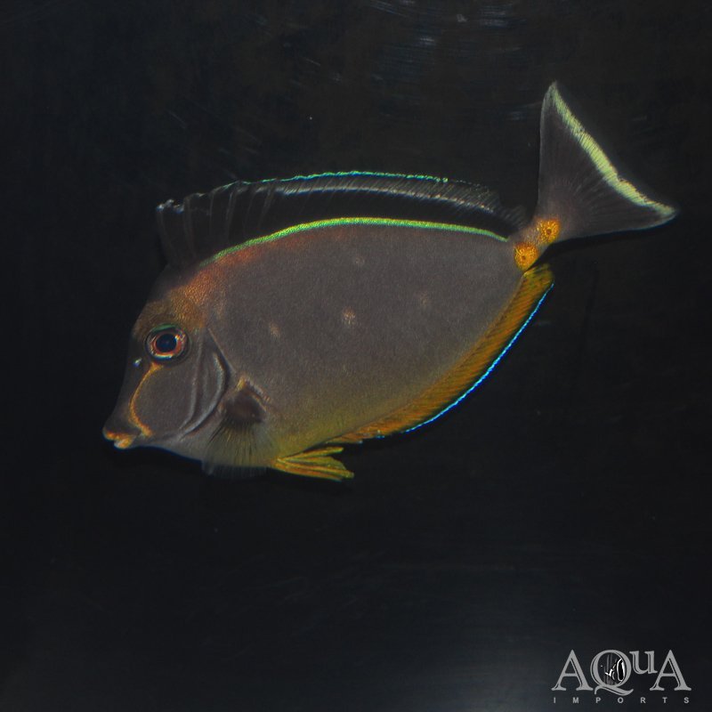 Naso Tang (Naso lituratus)