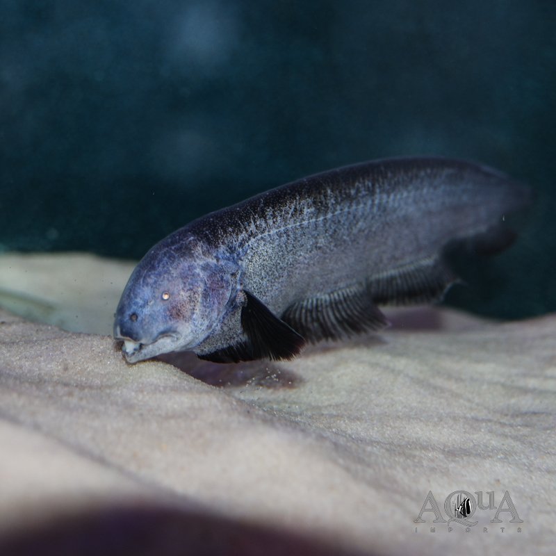 Natterer's Knifefish (Sternarchogiton nattereri)