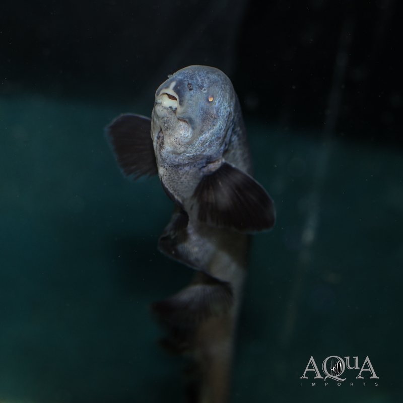 Natterer's Knifefish (Sternarchogiton nattereri)