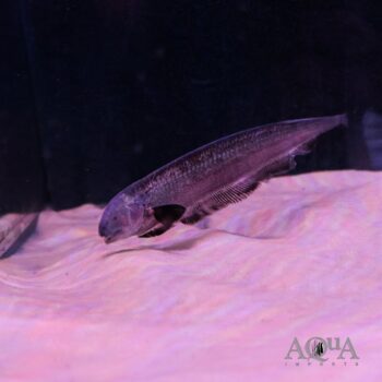 Natterer's Knifefish (Sternarchogiton nattereri)