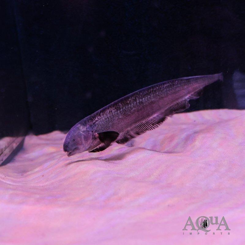 Natterer's Knifefish (Sternarchogiton nattereri)