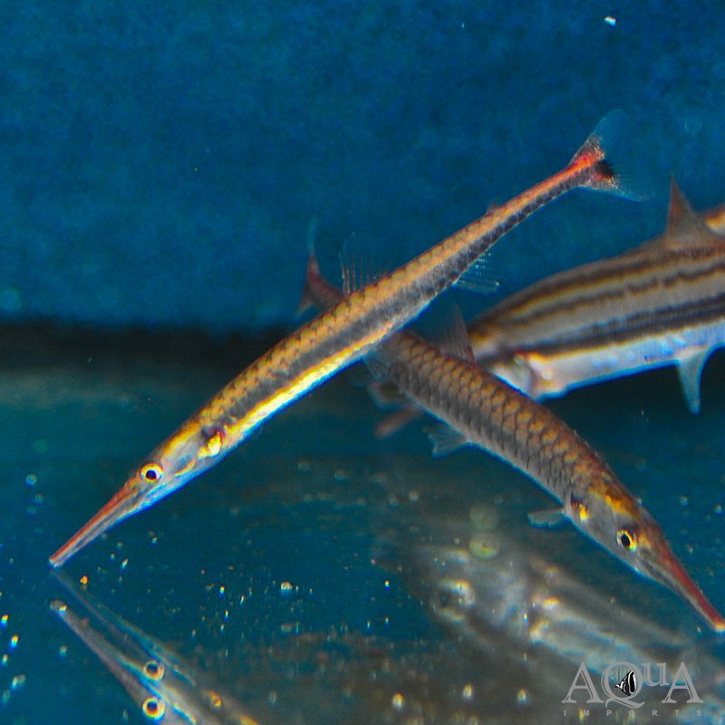 Needle Fin Eater (Belonophago tinanti)