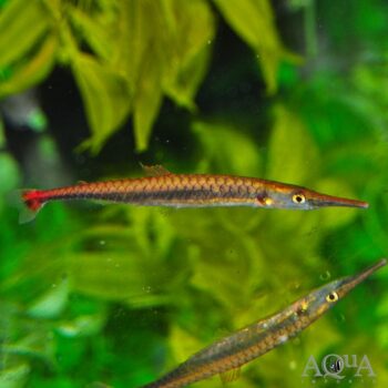 Needle Fin Eater (Belonophago tinanti)