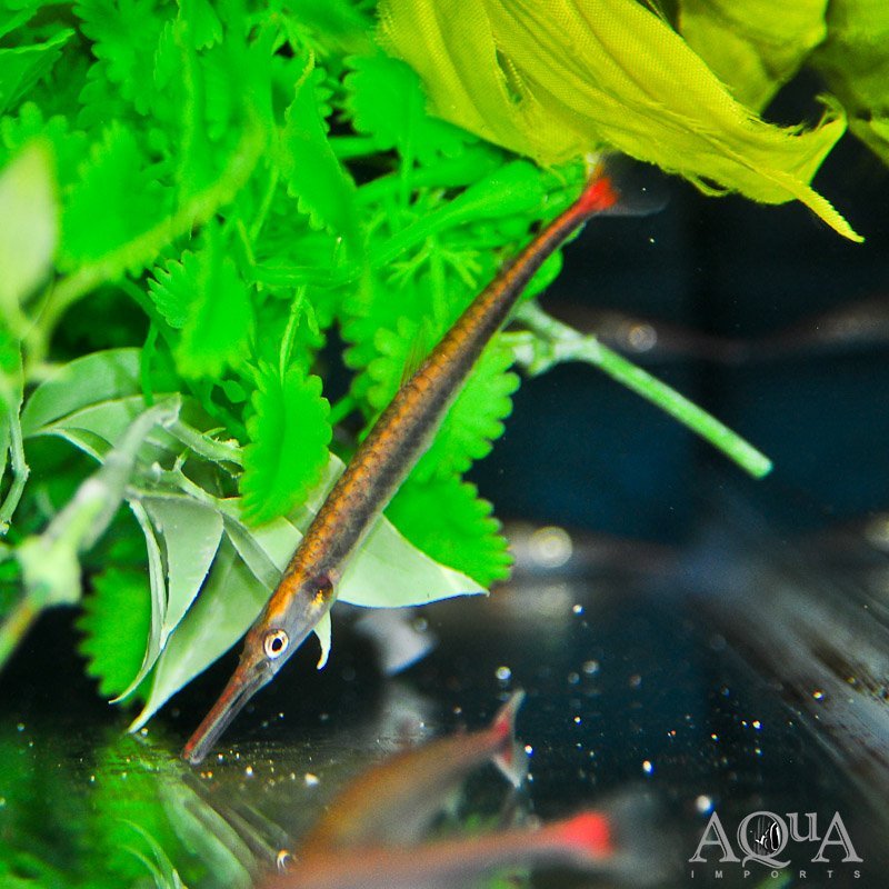 Needle Fin Eater (Belonophago tinanti)