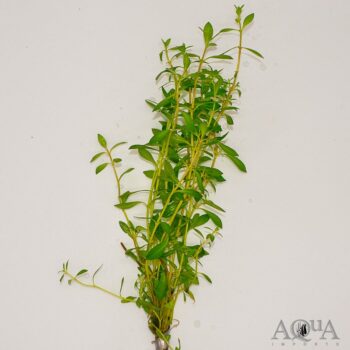 Needle Leaf Ludwigia (Ludwigia arcuata)