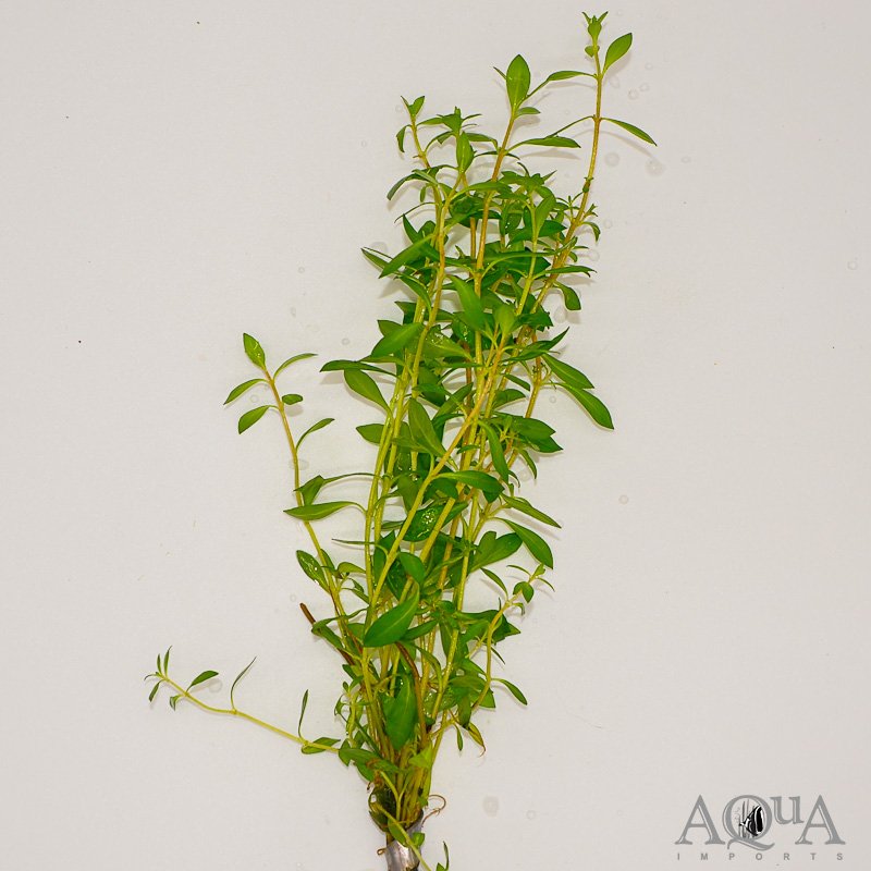Needle Leaf Ludwigia (Ludwigia arcuata)