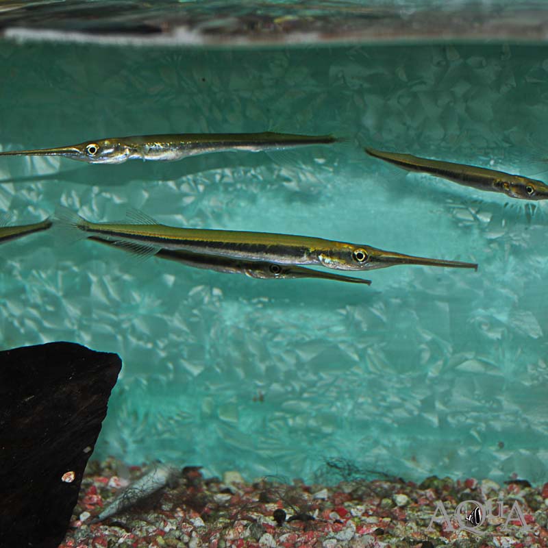Needle Nose Gar (Xenentodon cancila)