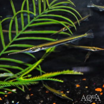 Needle Nose Gar (Xenentodon cancila)