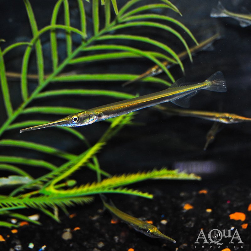 Needle Nose Gar (Xenentodon cancila)