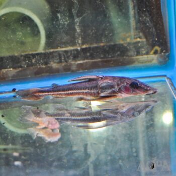 Nemadoras elongatus