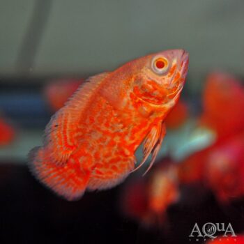 Nemo Tiger Oscar (Astronotus ocellatus)