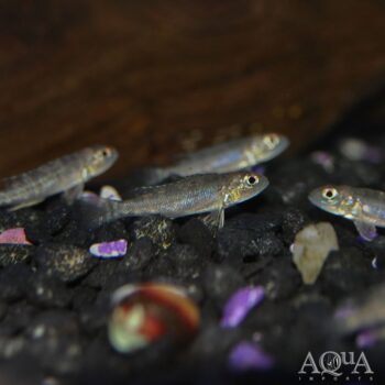 Neolamprologus hecqui