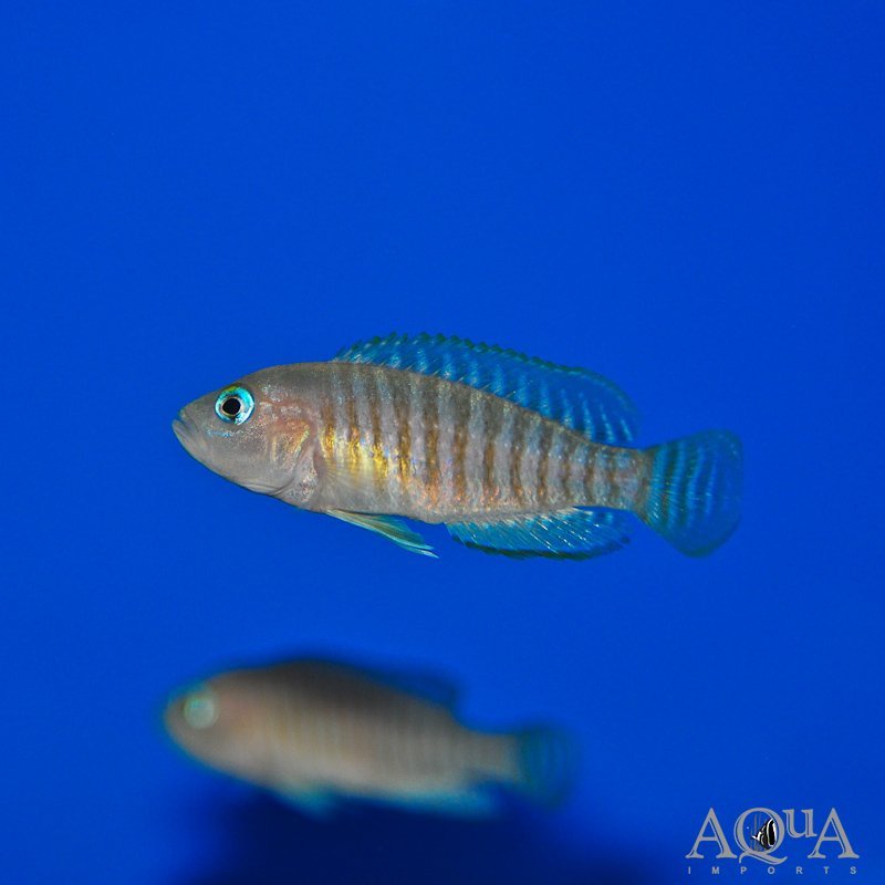 Neolamprologus multifasciatus