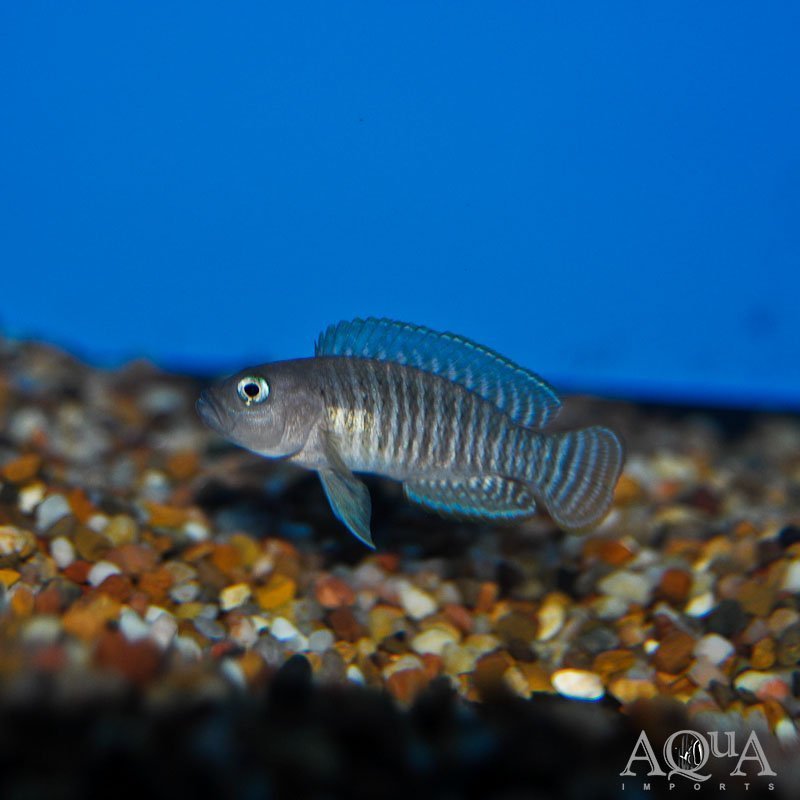 Neolamprologus multifasciatus