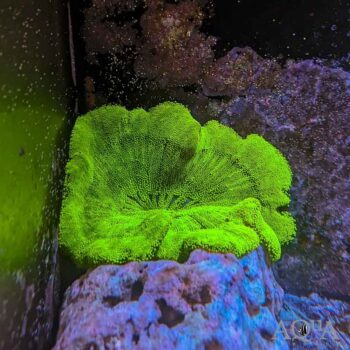 Neon Green Carpet Anemone (Stichodactyla haddoni)
