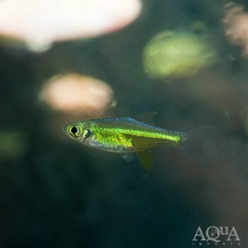 Neon Green / Kubotai Rasbora (Microdevario kubotai)
