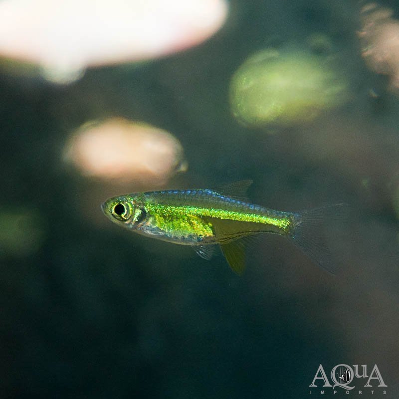 Neon Green / Kubotai Rasbora (Microdevario kubotai)
