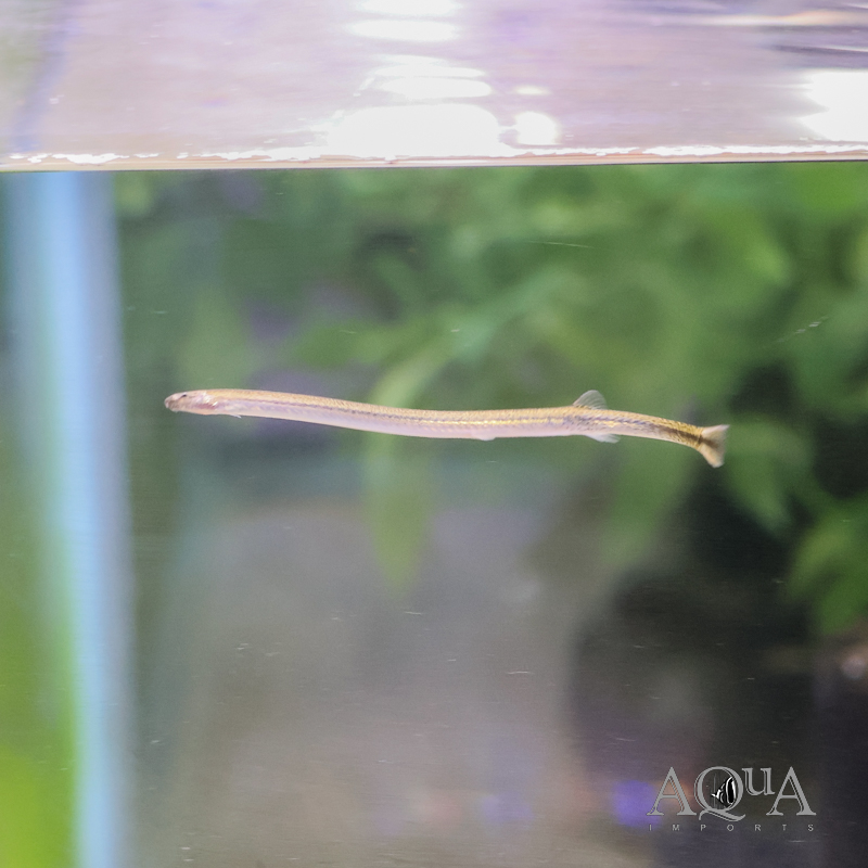 Neon Kuhli Loach (Pangio cf. doriae)