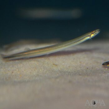 Silver Kuhli Loach (Pangio cf. anguillaris)