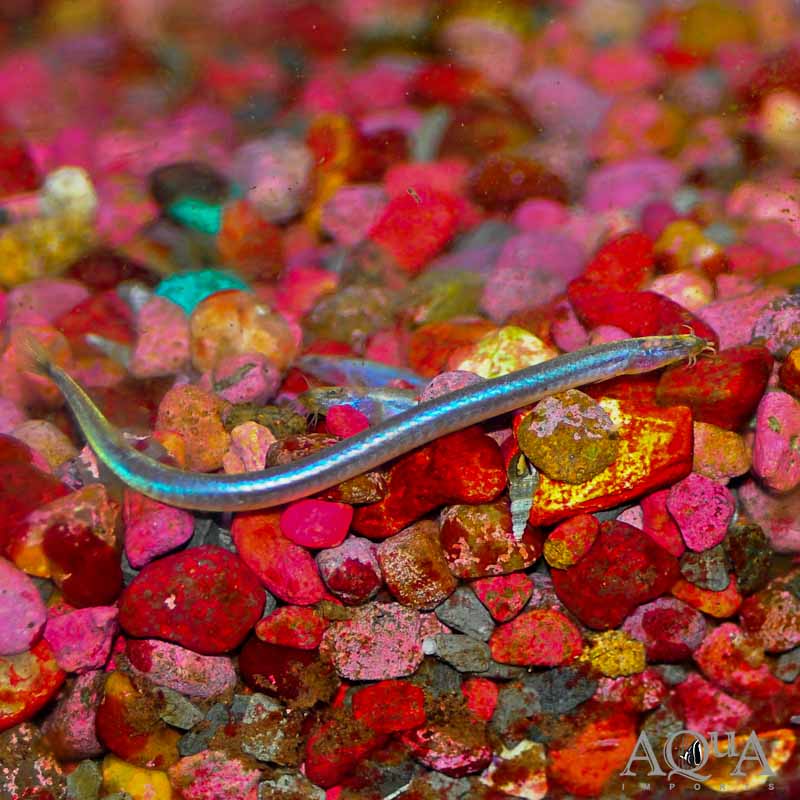 Neon Kuhli Loach (Pangio cf. doriae)