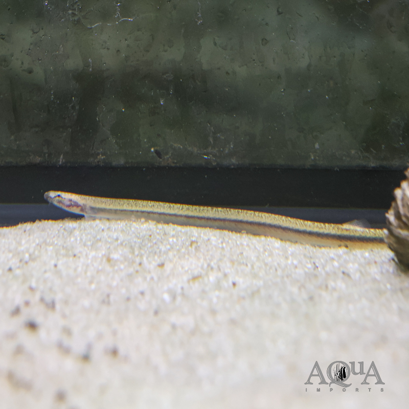 Neon Kuhli Loach (Pangio cf. doriae)