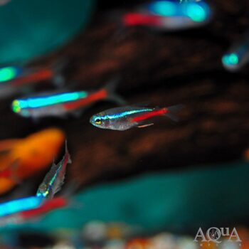 Neon Tetra (Paracheirodon innesi)