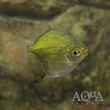 Neon Green Silver Dollar (Myleus sp. 'green')