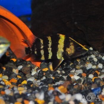 New Guinea Datnoid / NGT  (Datnioides campbelli)