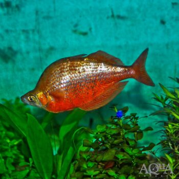 New Guinea Red Rainbow (Glossolepis incisus)