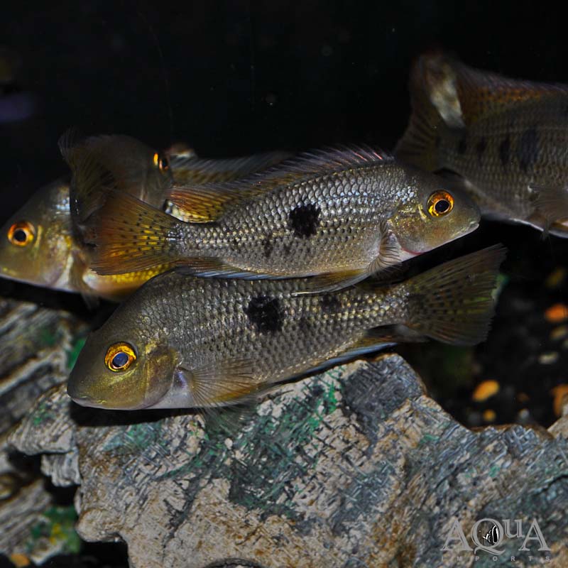 Nicaraguan Cichlid (Hypsophrys nicaraguense)