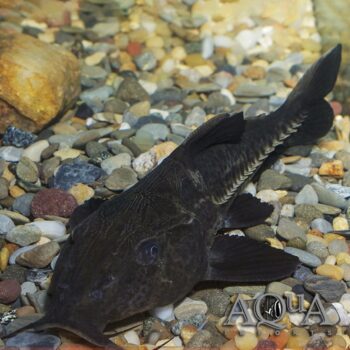Niger Catfish (Oxydoras niger)