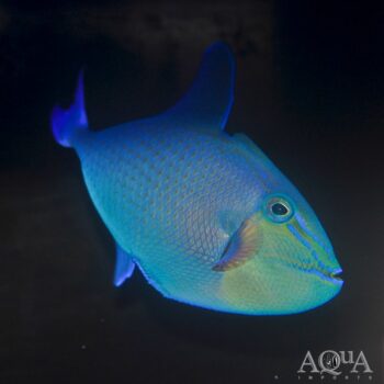 Niger Triggerfish (Odonus niger)