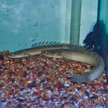 Nile Bichir (Polypterus bichir bichir)