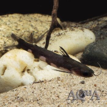 Ninja Woodcat (Centromochlus musaica)