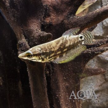 Noble Gourami (Ctenops nobilis)