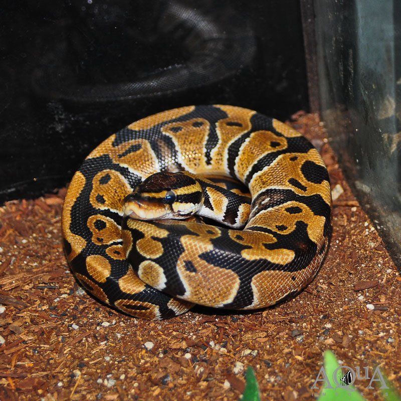 Normal Het. Clown Ball Python