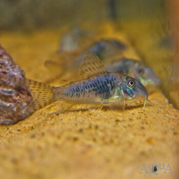 Northern Longnose Cory (Corydoras septentionalis)