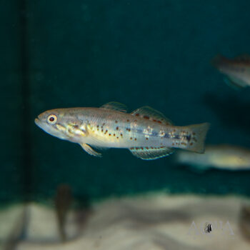 Northern Purple Spotted Gudgeon (Mogurnda mogurnda)