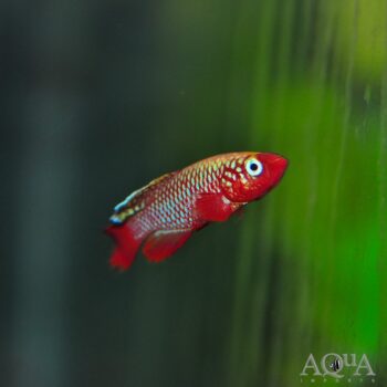 Nothobranchius rubripinnis