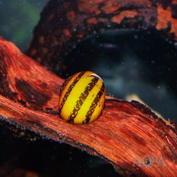 O-Ring Nerite Snail (Neritodryas javanica)